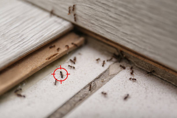 Best Spider Control Near Me  in Deephaven, MN